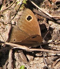 Stegosatyrus imbrialis