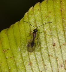 Belytinae