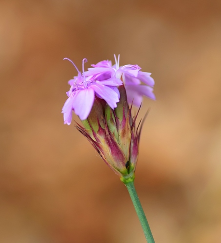 Pine-leaved Pink (Dianthus pinifolius)