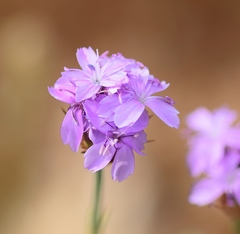 Dianthus pinifolius