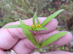 Melampodium strigosum