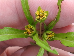 Melampodium strigosum