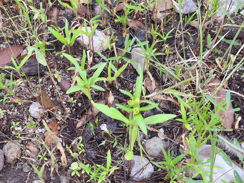 Image of Melampodium strigosum by (c) Sam Kieschnick, some rights reserved (CC BY)