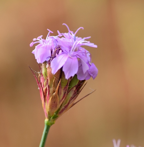 Image of Dianthus pinifolius by (c) Kostas Zontanos, some rights reserved (CC BY)