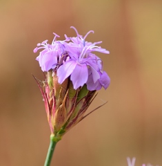 Dianthus pinifolius