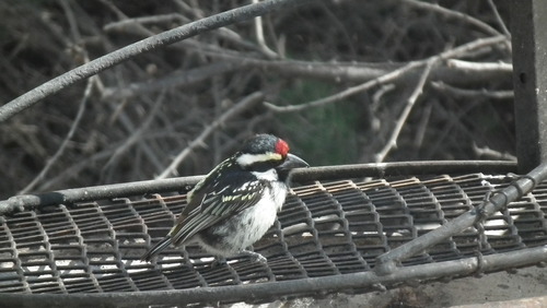 Tricholaema leucomelas
