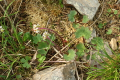 Micranthes porsildiana