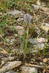Pedicularis sudetica interior
