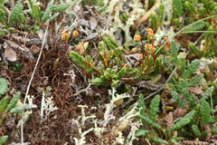 Cassiope tetragona tetragona
