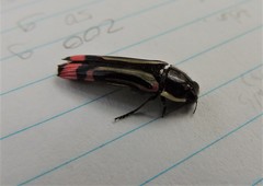 Hiperantha interrogationis