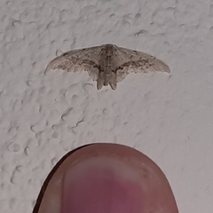 Idaea elata