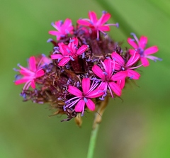 Dianthus stenopetalus