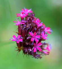 Dianthus stenopetalus