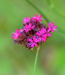 Dianthus stenopetalus