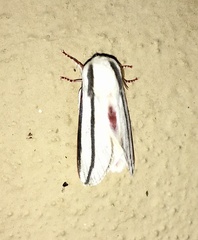 Giacomellia bilineata