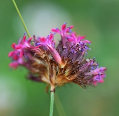 Dianthus stenopetalus