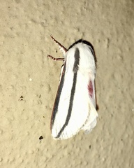 Giacomellia bilineata