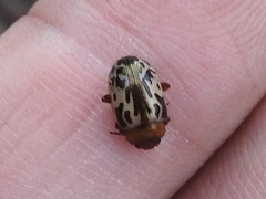 Zygogramma piceicollis