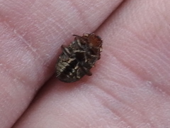 Zygogramma piceicollis