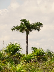 Pseudophoenix sargentii