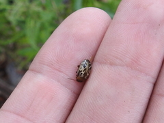 Zygogramma piceicollis