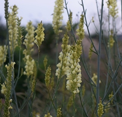 Linaria peloponnesiaca