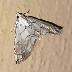 Neurophyseta