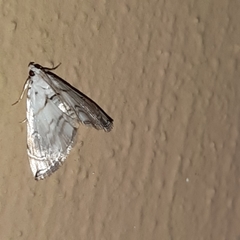 Neurophyseta