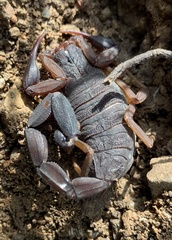 Centruroides margaritatus