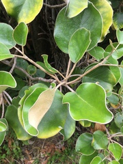 Brachyglottis rotundifolia