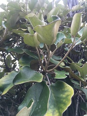 Brachyglottis rotundifolia