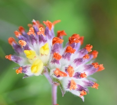 Anthyllis vulneraria