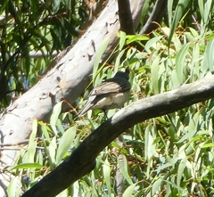 Edolisoma tenuirostre