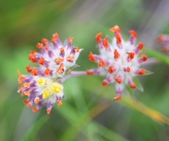 Anthyllis vulneraria