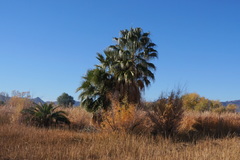 Washingtonia × filibusta