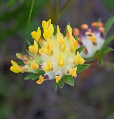 Anthyllis vulneraria