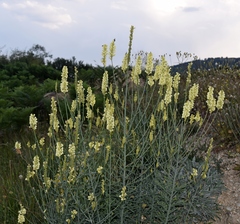Linaria peloponnesiaca