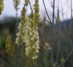 Linaria peloponnesiaca