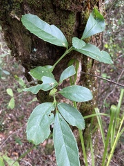 Citharexylum montevidense
