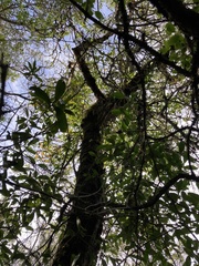 Citharexylum montevidense