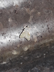 Parachma rufoflavalis