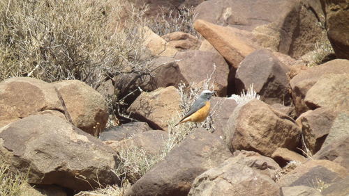 Monticola brevipes