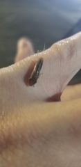 Homalodisca