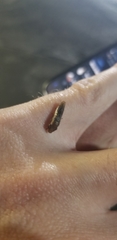 Homalodisca