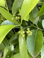 Elaeodendron orientale