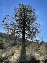 Cupressus nevadensis