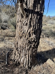 Cupressus nevadensis