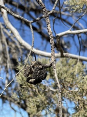 Cupressus nevadensis