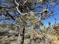 Cupressus nevadensis