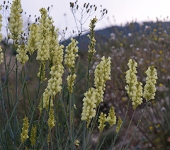 Linaria peloponnesiaca